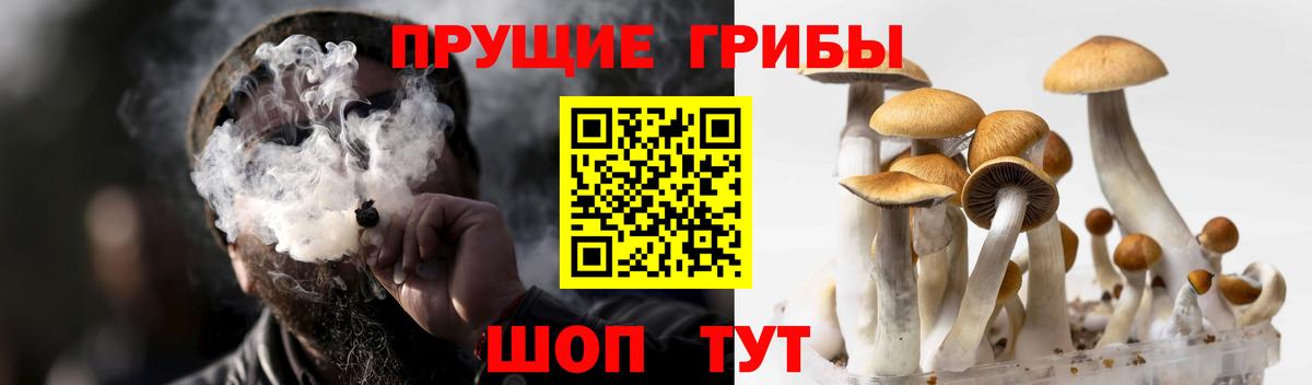 Псилоцибиновые грибы MAGIC MUSHROOMS  Вход с VPN  Шали  Псилоцибиновые грибы GOLDEN TEACHER 